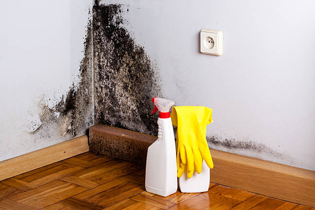 Best Black Mold Removal  in Spearfish, SD